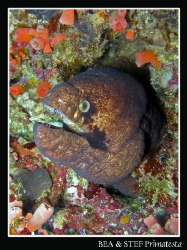 Moray eel. Canon G9 & Inon D2000 strobe. by Bea & Stef Primatesta 